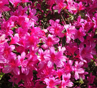 Eindrücke vom Rundgang durch den Berggarten