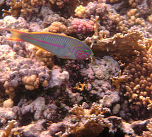 Fische in der Nachbarbucht Abu Dabab