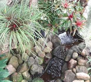 Ein Bach im Tropenhaus