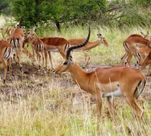 Impalas