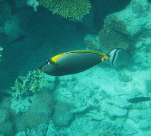 Gelbklingendoktorfisch