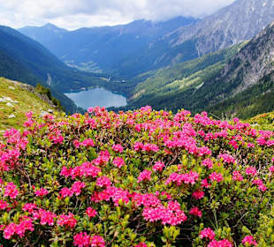 Almrosen am Staller Sattel.