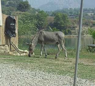 Beim Eselreiten