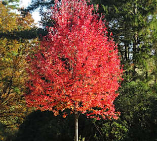 Eindrücke aus dem Bürgerpark Bremerhaven