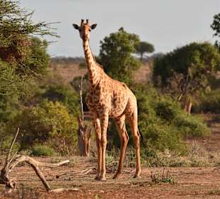 Geführte Touren Marco Polo Tours & Safaris Diani Beach