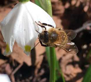Die Bienen summen schon