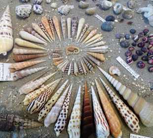 Exponate des Muschelmuseums von Hooksiel