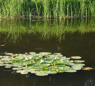 Staw w parku za pałacem