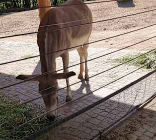 Wildesel