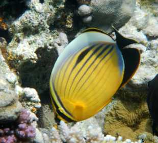 Bunte Fischwelt