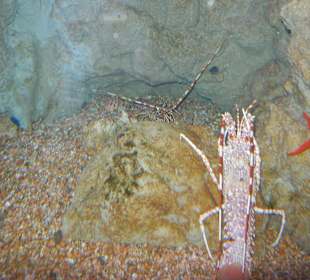 Aquarium Cala Gonone