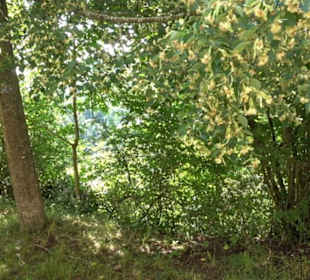 Burgruine Niederhaus