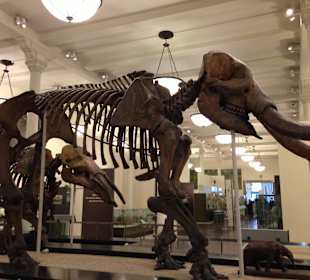 Museum of Natural History, New York