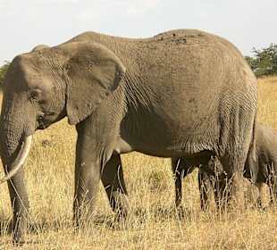 Elefantenmutter und ihr Kind