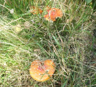 Wanderung Harlachberger Spitze