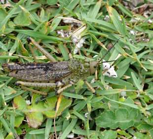Kleine Tiere beobachten...