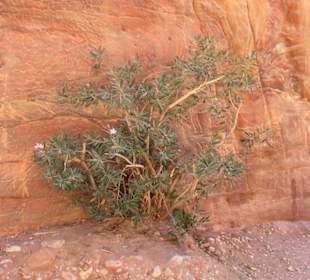 Spacer po Mieście Wykutym w Skale - Petra
