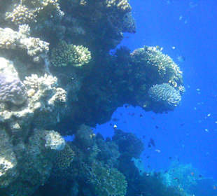 Unterwasserwelt Hotel Sharm Plaza