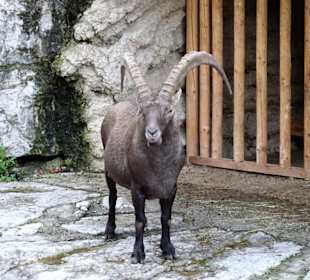 Rundgang durch den Zoo Salzburg