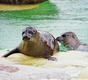 Die kleinen Bewohner