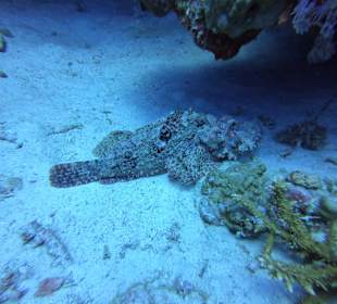 Tauchbasis Ilios Dive Club Steigenberger Al Dau Resort Hurgh