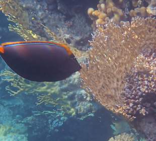 Schnorcheln Abu Dabbab