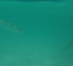 Barracuda