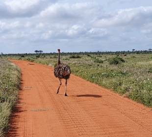 Tsavo Ost und West Safari