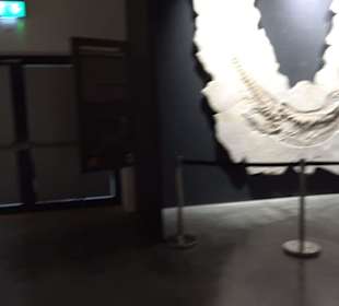 Dinosaurier Museum Altmühltal