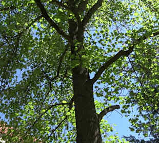 Rosengarten Nördlingen