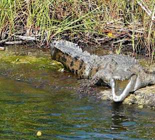 Krokodil am Black River