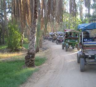 Mit der Kutsche zum Zentrum der Oase