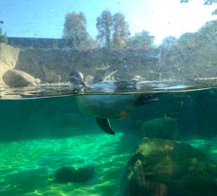 Pinguin
