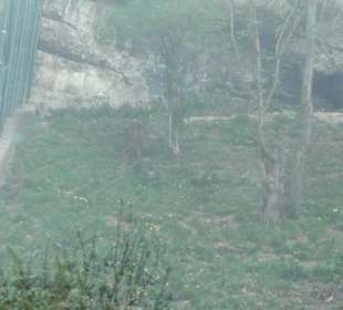 Südamerika Bereich - Puma