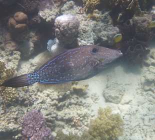 Hausriff - Feilenfisch