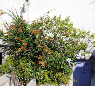 Santorin selbst im Bild Landschaft, Stadt