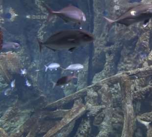 National Aquarium Malta