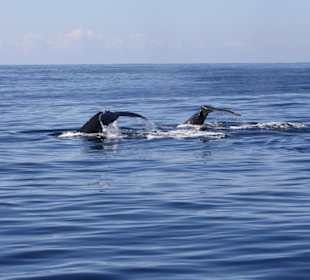 Duettschwimmen oder Synchronschwimmen