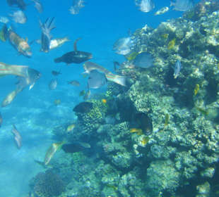 Riff vor dem Fort Arabesque