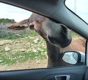 Halbinsel Karpaz