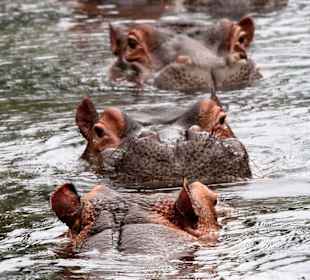 Hippos