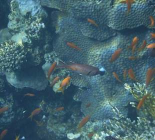 Schnorcheln Hausriff Tulip Resort Marsa Alam 