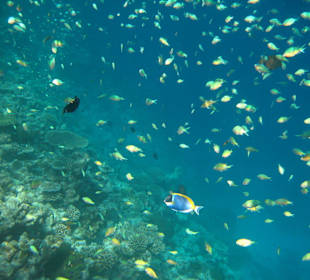 Fischschwärme