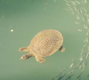 Schildkröten am Hafen.