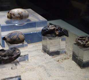 Geöffnete Krokodileier