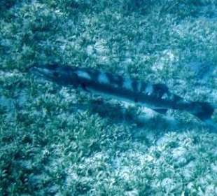 Hausriff Iberotel Coraya Beach