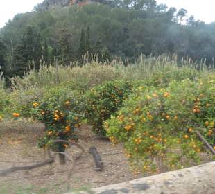 Im Tal von Sóller, dem Tal der Orangen