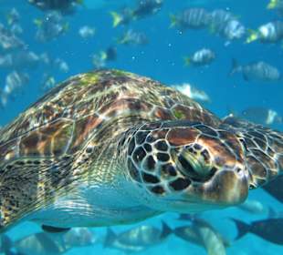 Schnorcheln auf den Similan Islands