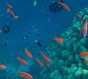 Schnorcheln Marsa Alam