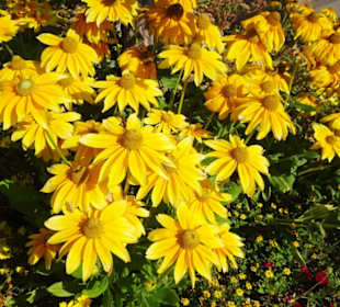 Rundgang durch den Botanischen Garten Kiel